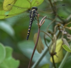 Onychothemis testacea