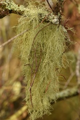 Usnea trichodea