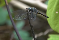 Onychothemis testacea