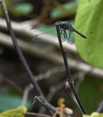 Onychothemis testacea