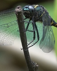 Onychothemis testacea