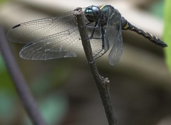 Onychothemis testacea