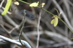 Onychothemis testacea