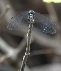 Onychothemis testacea