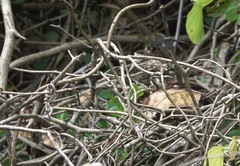 Onychothemis testacea