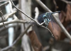 Onychothemis testacea