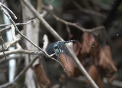 Onychothemis testacea