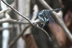 Onychothemis testacea