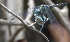 Onychothemis testacea