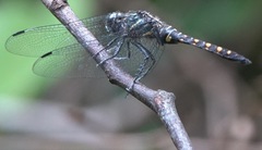 Onychothemis testacea