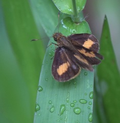 Oriens paragola