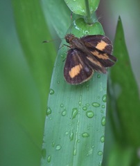 Oriens paragola