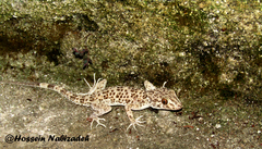 Tenuidactylus caspius caspius