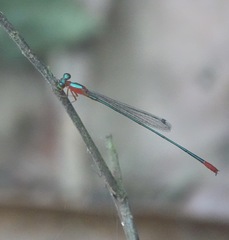 Teinobasis ruficollis