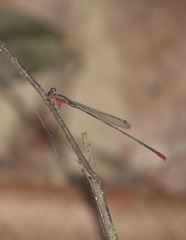 Teinobasis ruficollis