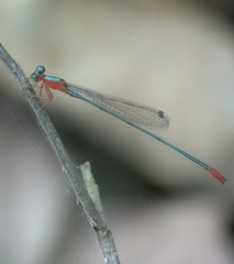Teinobasis ruficollis