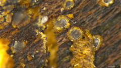 Karstenia