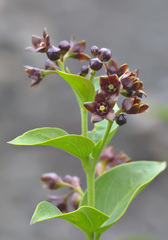 Vincetoxicum funebre