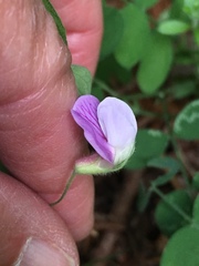 Lathyrus torreyi
