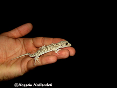 Tenuidactylus caspius caspius