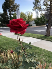 Rosa