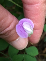 Lathyrus torreyi
