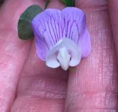Lathyrus torreyi