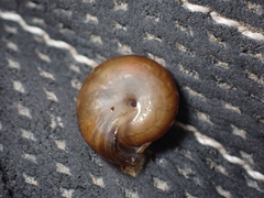 Oxychilus navarricus