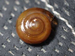 Oxychilus navarricus