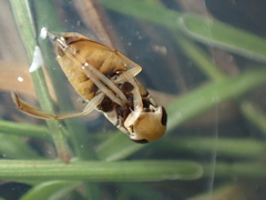 Sigara lateralis