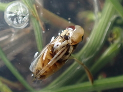 Sigara lateralis