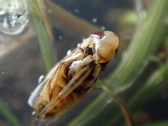 Sigara lateralis