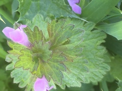 Lamium coutinhoi