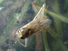 Sigara lateralis