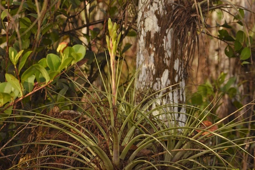 Tillandsia fasciculata var. densispica image