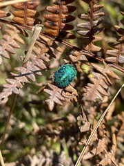 Erachtheus lutulentus