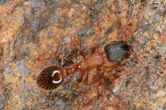 Leptothorax