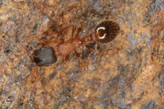 Leptothorax