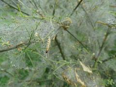 Yponomeuta cagnagella
