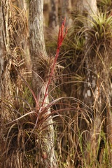 Tillandsia × smalliana