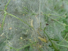 Yponomeuta cagnagella