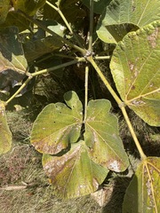 Erythrina latissima image
