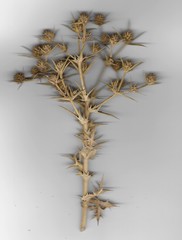 Eryngium creticum