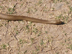 Mesotes strigatus
