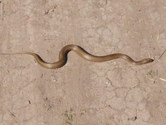 Mesotes strigatus