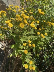 Helichrysum setosum