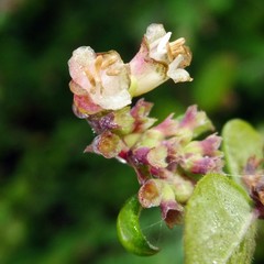 Symphoricarpos × chenaultii