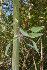 Guadua angustifolia