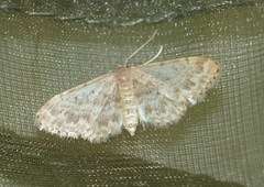Idaea inquinata