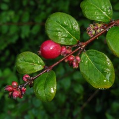 Symphoricarpos × chenaultii